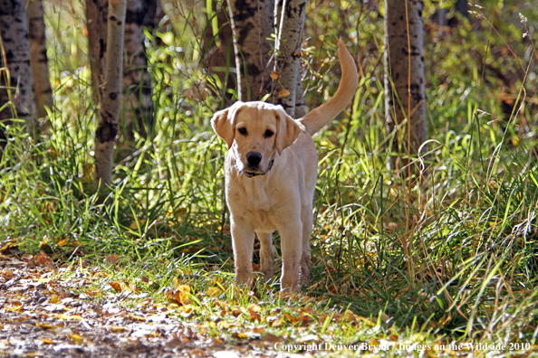 Yellow Labrador Retriever puppy