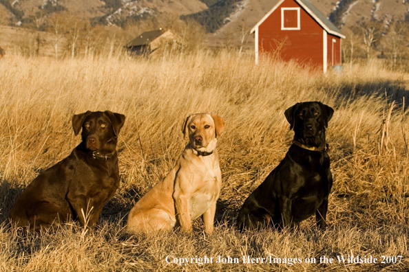 Multi-colored labrador retrievers in field.