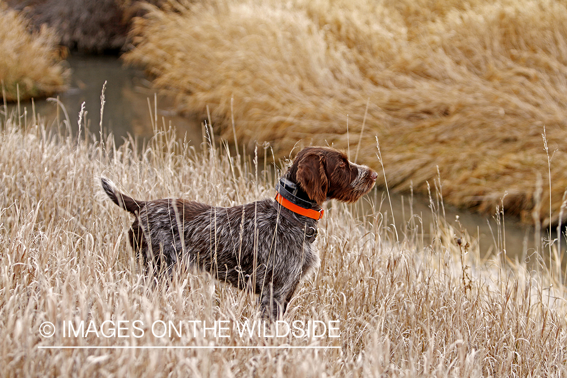 Pointing Griffon in field.