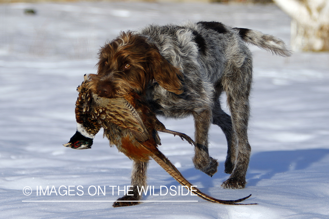 Wirehaired Pointing Griffon retrieving pheasant in snow.