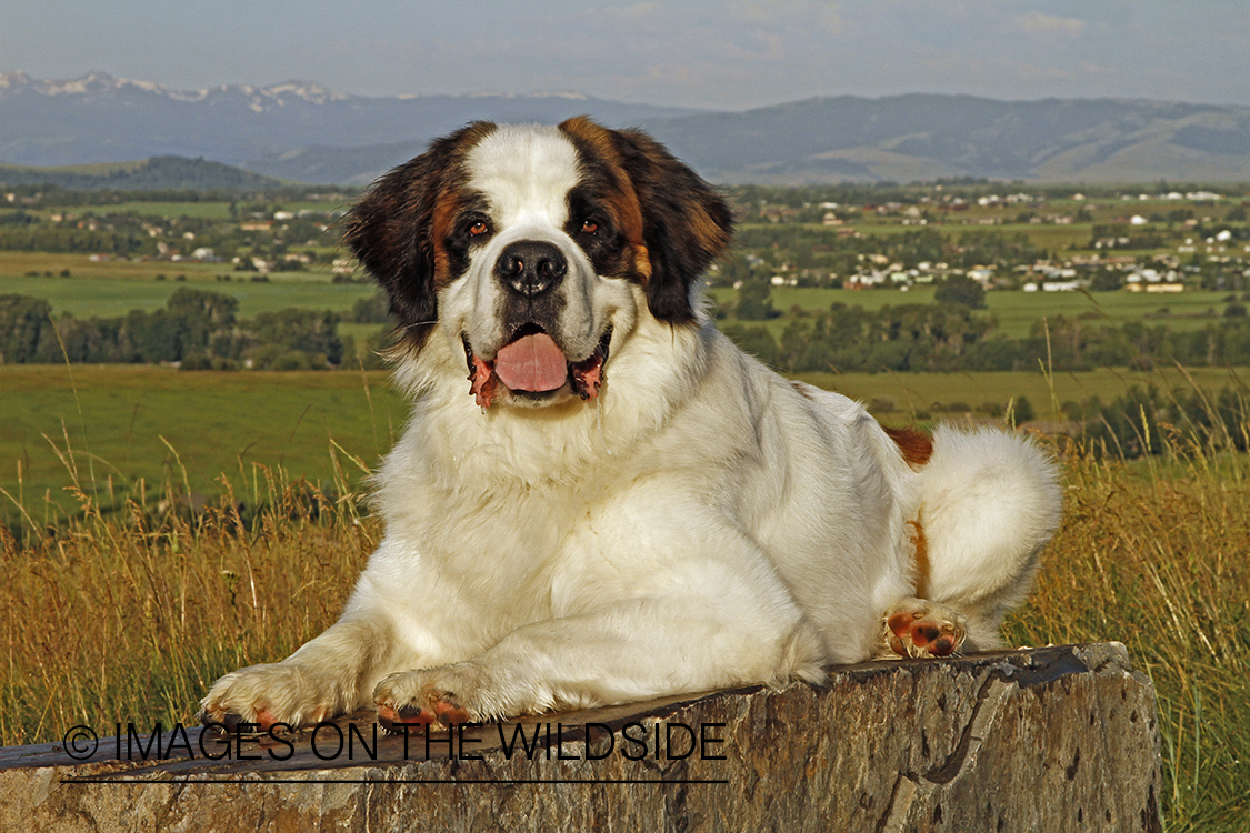 St. Bernard