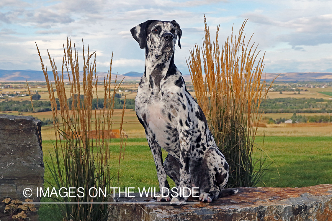 Great Dane sitting on rock.