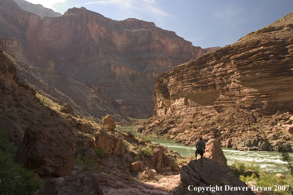 Hikers hiking along the Colorado River.  Grand Canyon.