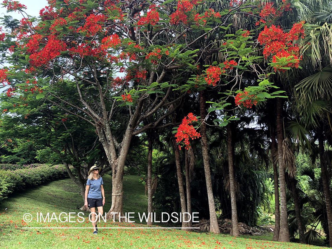 Walk through grove on Aitutaki Island.