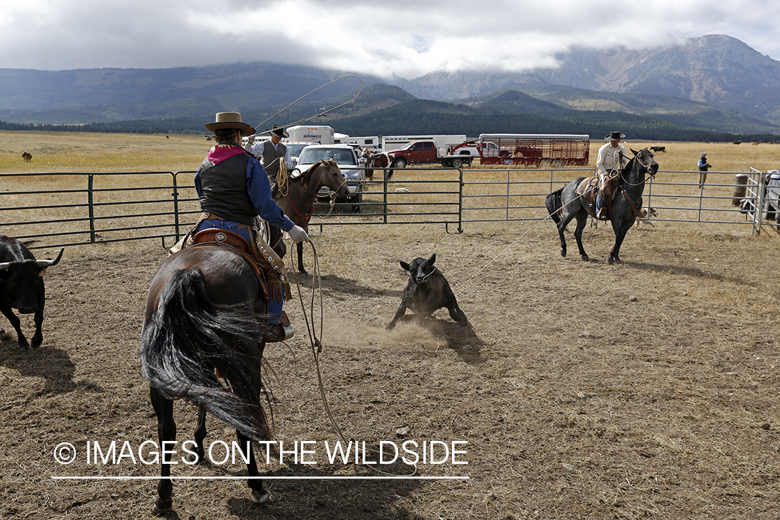 Coyboys and cowgirls herding cattle to be branded.