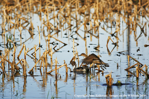 Pintail ducks on wetlands