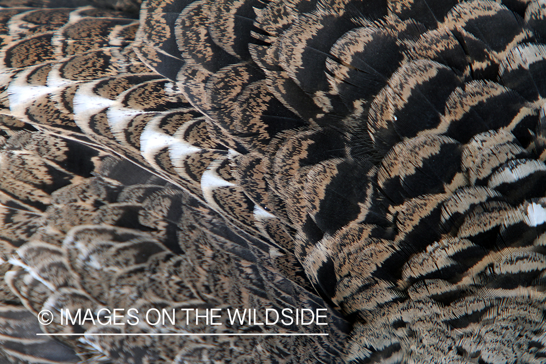 Dusky (mountain) grouse feathers.