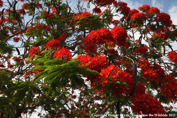 Poinciana (Flamboyant/Flame tree) (Delonix regia) in full bloom. 