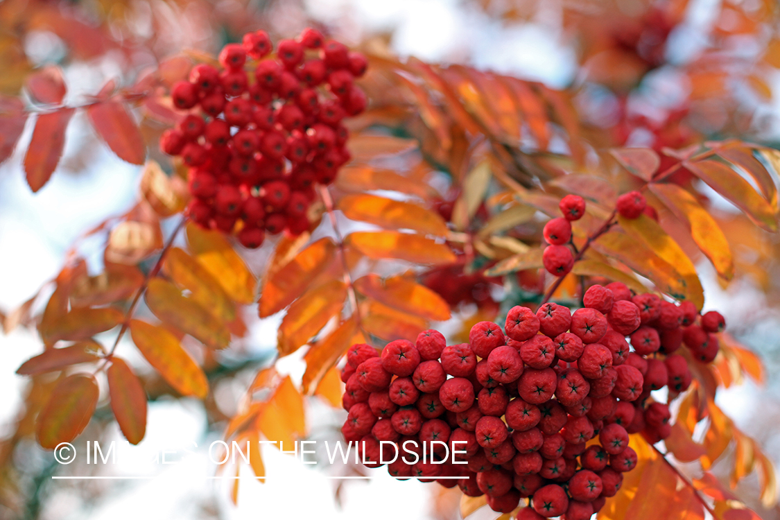 Autumn Vegetation