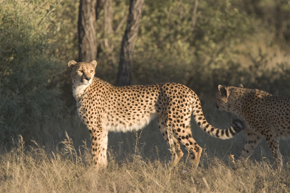 Cheetah in habitat.  Africa.