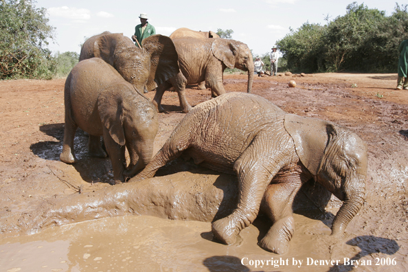 African Elephants