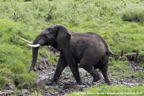 African Bull Elephants 