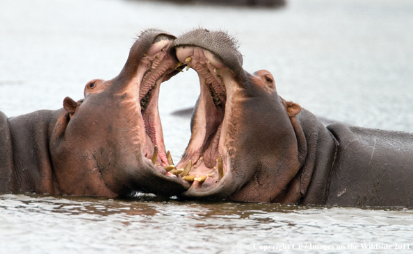 Hippos fighting in water. 