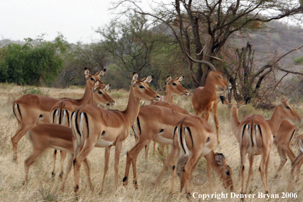 African Impala herd.