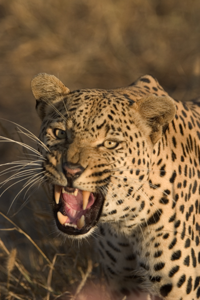 Leopard snarling. Africa