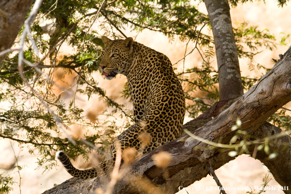 Leopard in tree. 