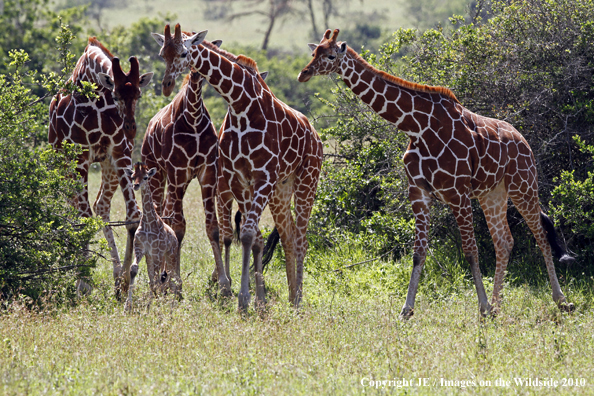 Reticulated Giraffe (adult with young)