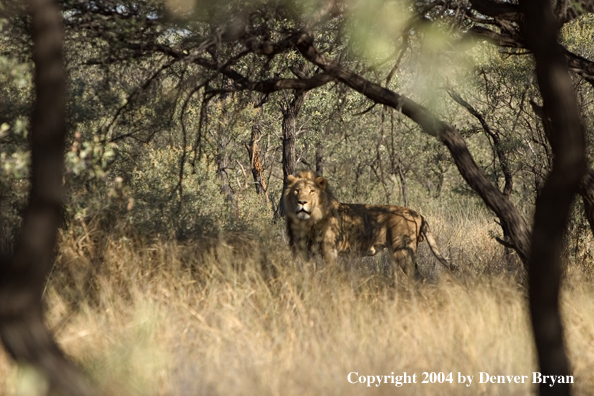 Male African lion in habitat. Africa