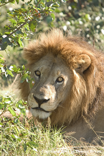 Male African lion in the bush.