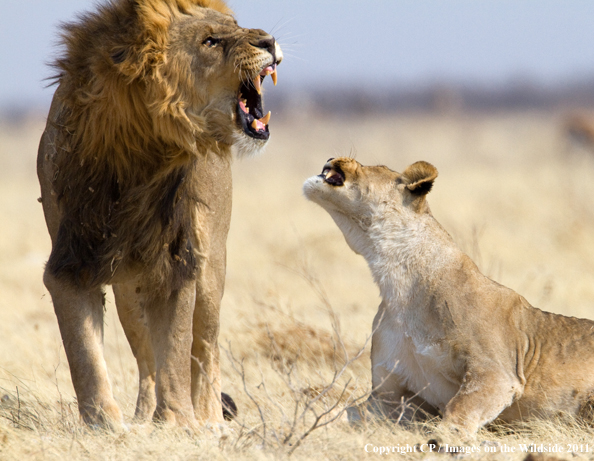 Male and female lion breeding. 