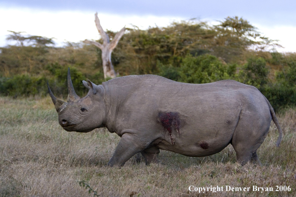 Black rhino in Africa.