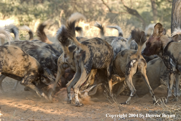 Pack of African Wild Dogs feeding on kill.