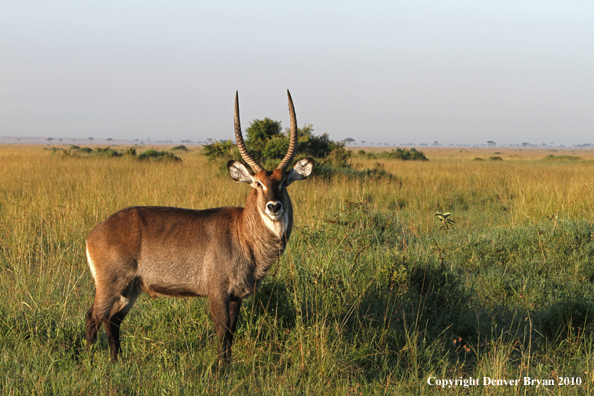 Defassa waterbuck bull.