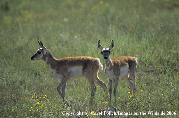 Pronghorn Antelope Fawns