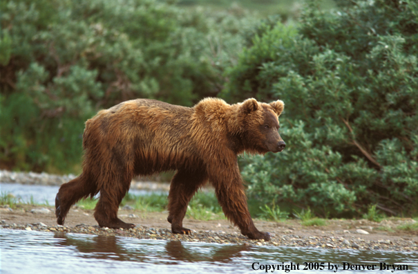 Brown Bear walking beside river