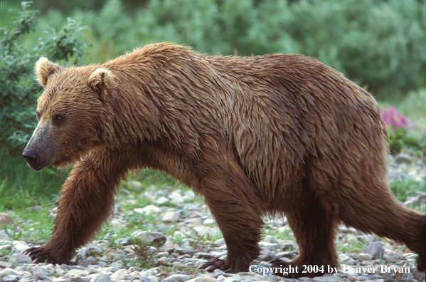 Brown Bear walking by river