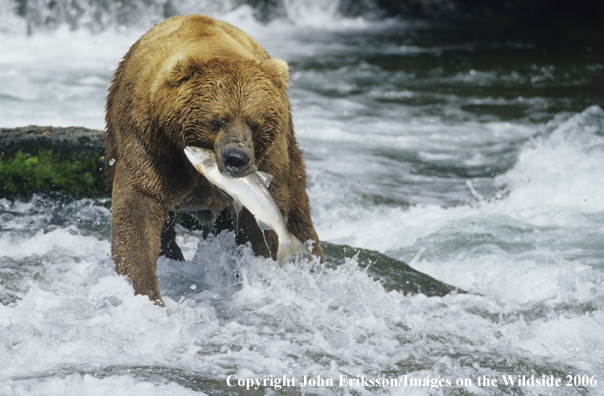 Brown bear fishing for salmon in habitat. 