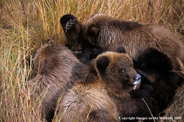 Brown Bear nursing cubs