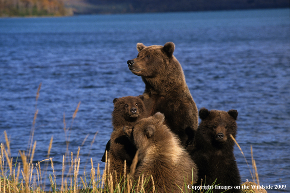 Brown Bear in habitat with cubs