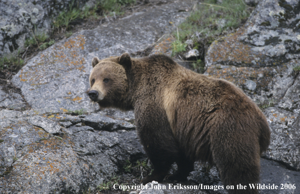 Grizzly bear in habitat. 