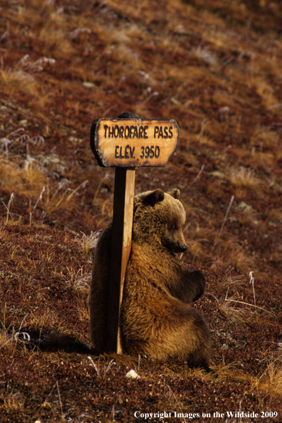 Grizzly bear in habitat