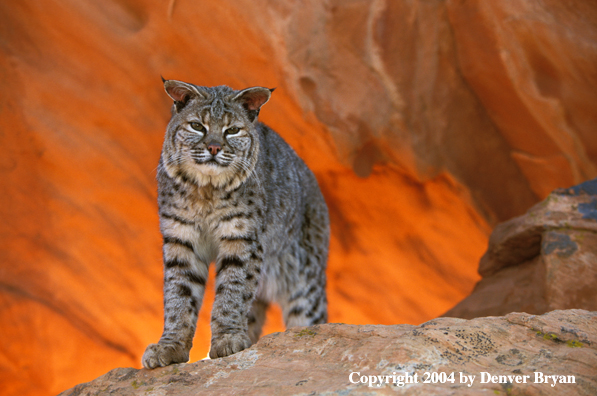 Bobcat in habitat.