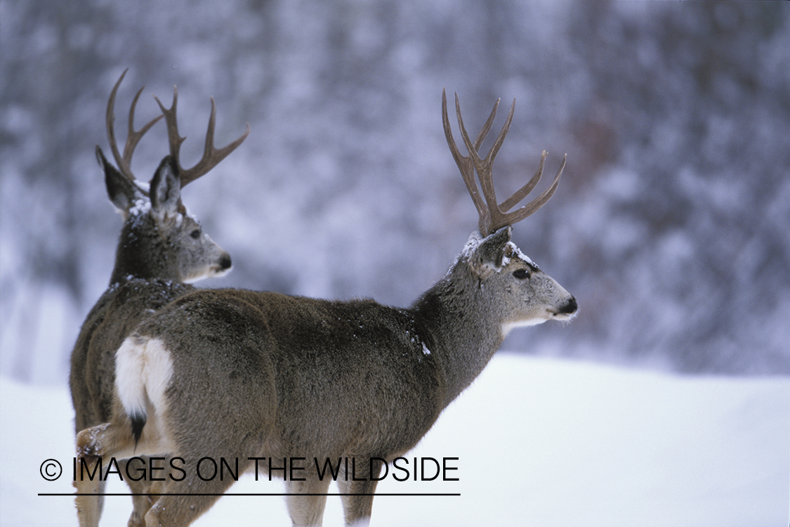 Mule deer in habitat.