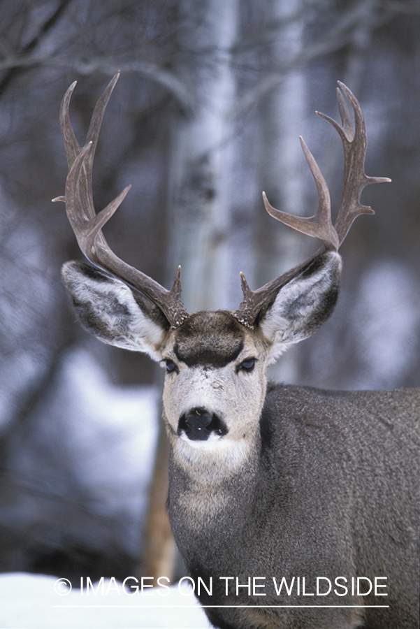 Mule deer in winter.