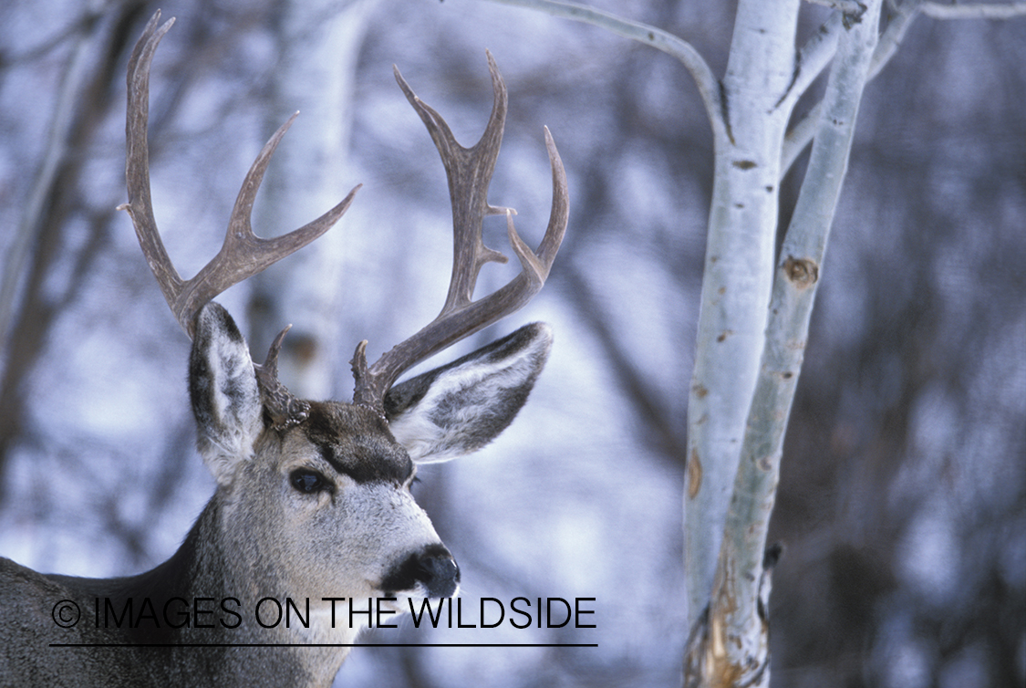 Mule deer in winter.