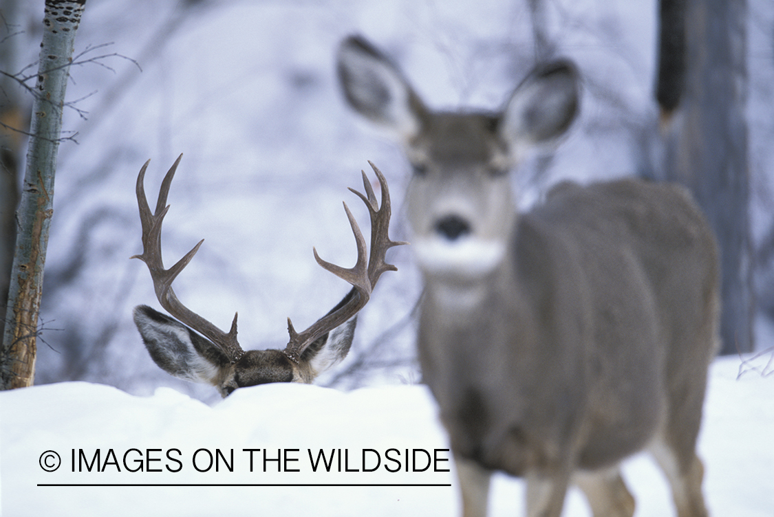 Mule deer bedded down in snow (doe in foreground).