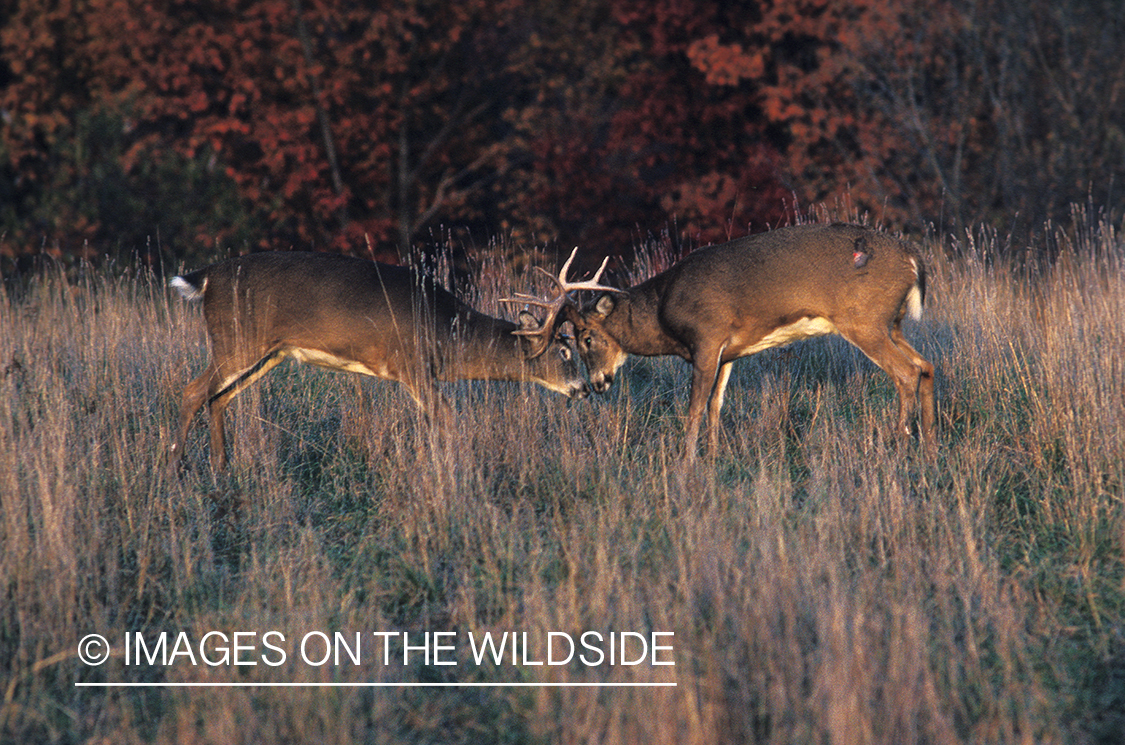 Whitetailed deer in habitat.