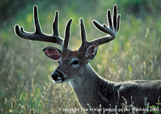 Whitetailed deer in habitat.