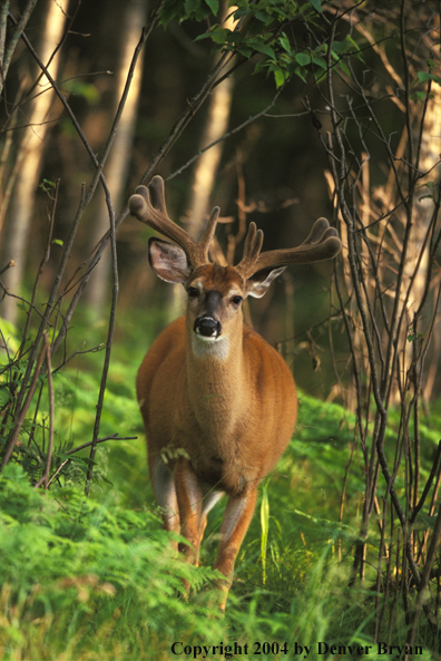 Whitetailed deer in velvet.