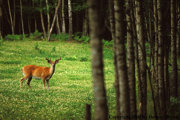 Whitetailed deer in velvet.