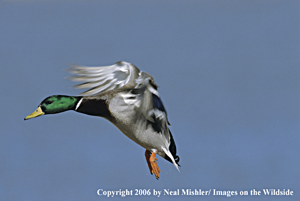 Mallard drake in flight.