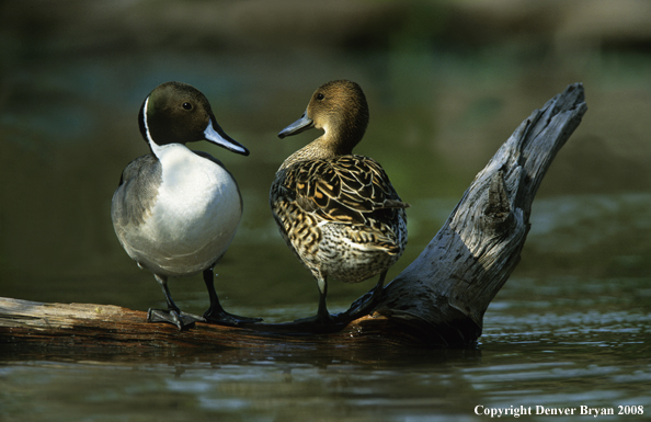 Pintail Drake and Hen in habitat