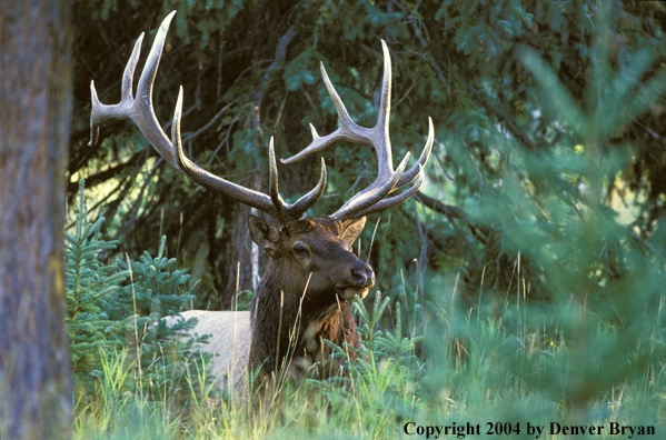 Bull elk in habitat.