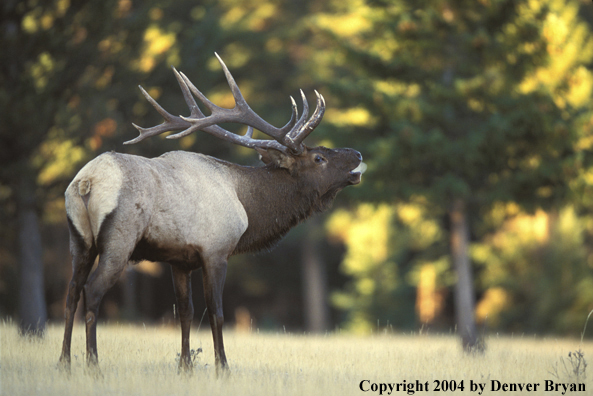 Bull elk bugling