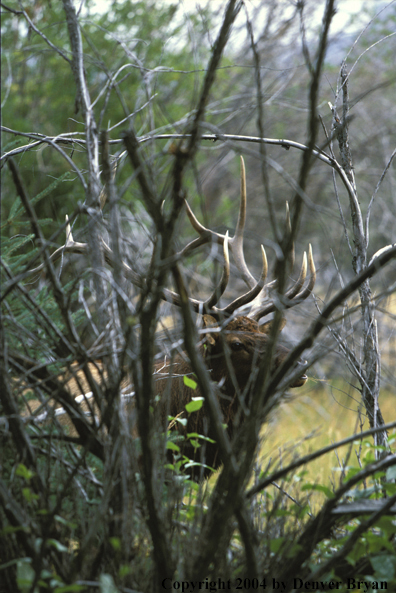 Bull elk in habitat.