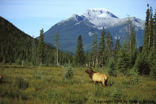 Bull elk in habitat.